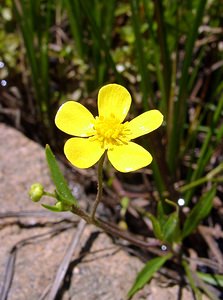 Ranunculus flammula (Ranunculaceae)  - Renoncule flammette, Renoncule flammette, Petite douve, Flammule - Lesser Spearwort Pyrenees-Orientales [France] 08/07/2004 - 1730m