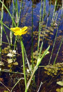 Ranunculus flammula (Ranunculaceae)  - Renoncule flammette, Renoncule flammette, Petite douve, Flammule - Lesser Spearwort Pyrenees-Orientales [France] 08/07/2004 - 1730m