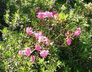 Rhododendron ferrugineum (Ericaceae)  - Rhododendron ferrugineux, Laurier-rose des Alpes - Alpenrose Pyrenees-Orientales [France] 07/07/2004 - 1650m