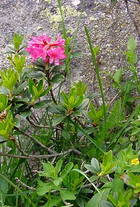 Rhododendron ferrugineum (Ericaceae)  - Rhododendron ferrugineux, Laurier-rose des Alpes - Alpenrose  [France] 09/07/2004 - 2060m