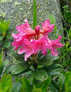 Rhododendron ferrugineum (Ericaceae)  - Rhododendron ferrugineux, Laurier-rose des Alpes - Alpenrose  [France] 09/07/2004 - 2060m