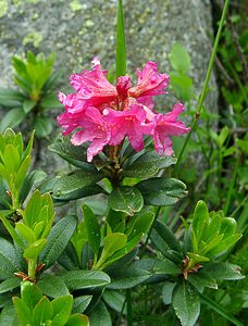 Rhododendron ferrugineum (Ericaceae)  - Rhododendron ferrugineux, Laurier-rose des Alpes - Alpenrose  [France] 09/07/2004 - 2060m