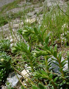 Saxifraga aizoides (Saxifragaceae)  - Saxifrage faux aizoon, Saxifrage cilié, Faux aizoon - Yellow Saxifrage Hautes-Pyrenees [France] 13/07/2004 - 2060m