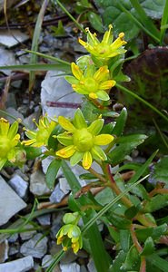 Saxifraga aizoides (Saxifragaceae)  - Saxifrage faux aizoon, Saxifrage cilié, Faux aizoon - Yellow Saxifrage Hautes-Pyrenees [France] 13/07/2004 - 2060m