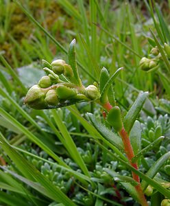 Saxifraga aizoides (Saxifragaceae)  - Saxifrage faux aizoon, Saxifrage cilié, Faux aizoon - Yellow Saxifrage Hautes-Pyrenees [France] 13/07/2004 - 2060m