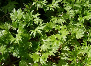 Saxifraga geranioides (Saxifragaceae)  - Saxifrage faux géranium  [France] 09/07/2004 - 2060m