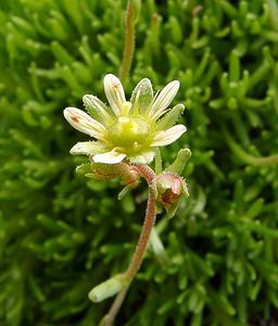 Saxifraga moschata (Saxifragaceae)  - Saxifrage musquée Hautes-Pyrenees [France] 14/07/2004 - 2090m