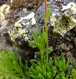 Saxifraga moschata (Saxifragaceae)  - Saxifrage musquée Hautes-Pyrenees [France] 14/07/2004 - 2090m