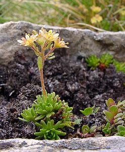 Saxifraga moschata (Saxifragaceae)  - Saxifrage musquée Hautes-Pyrenees [France] 14/07/2004 - 2090m
