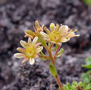 Saxifraga moschata (Saxifragaceae)  - Saxifrage musquée Hautes-Pyrenees [France] 14/07/2004 - 2090m