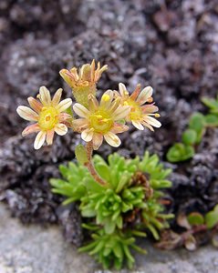 Saxifraga moschata (Saxifragaceae)  - Saxifrage musquée Hautes-Pyrenees [France] 14/07/2004 - 2090m