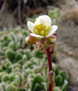 Saxifraga paniculata (Saxifragaceae)  - Saxifrage paniculée, Saxifrage aizoon - Livelong Saxifrage Hautes-Pyrenees [France] 14/07/2004 - 2090m