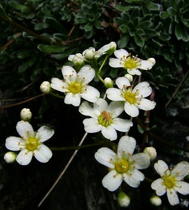 Saxifraga paniculata (Saxifragaceae)  - Saxifrage paniculée, Saxifrage aizoon - Livelong Saxifrage Hautes-Pyrenees [France] 14/07/2004 - 2090m