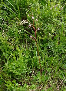 Saxifraga umbrosa (Saxifragaceae)  - Saxifrage des lieux ombragés, Saxifrage des ombrages, Saxifrage de l'ombre - Pyrenean Saxifrage Hautes-Pyrenees [France] 13/07/2004 - 2060m