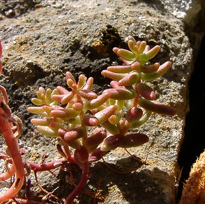 Sedum album (Crassulaceae)  - Orpin blanc - White Stonecrop Gard [France] 04/07/2004 - 660m