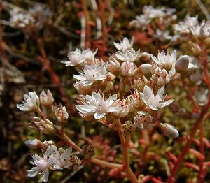 Sedum album (Crassulaceae)  - Orpin blanc - White Stonecrop Gard [France] 04/07/2004 - 660m