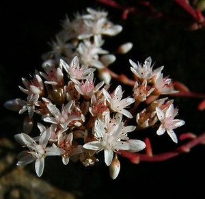 Sedum album (Crassulaceae)  - Orpin blanc - White Stonecrop Gard [France] 04/07/2004 - 660m