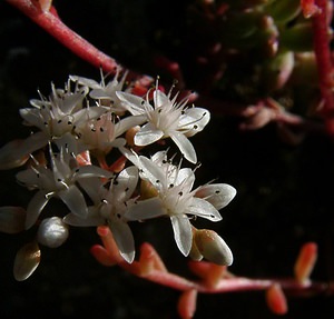 Sedum album (Crassulaceae)  - Orpin blanc - White Stonecrop Gard [France] 04/07/2004 - 660m