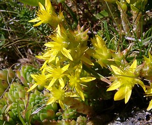 Sedum alpestre (Crassulaceae)  - Orpin alpestre, Orpin des Alpes Hautes-Pyrenees [France] 13/07/2004 - 1600m