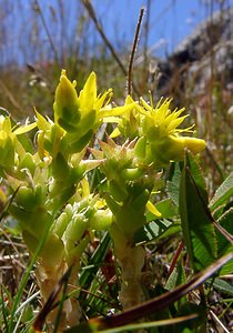 Sedum alpestre (Crassulaceae)  - Orpin alpestre, Orpin des Alpes Hautes-Pyrenees [France] 13/07/2004 - 1600m