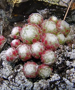 Sempervivum arachnoideum (Crassulaceae)  - Joubarbe toile-d'araignée - Cobweb House-leek Hautes-Pyrenees [France] 12/07/2004 - 1290m