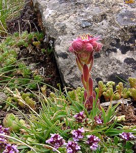 Sempervivum montanum (Crassulaceae)  - Joubarbe des montagnes - Mountain House-leek Hautes-Pyrenees [France] 14/07/2004 - 2090m