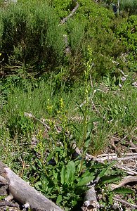 Solidago virgaurea (Asteraceae)  - Solidage verge-d'or, Herbe des Juifs, Verge-d'or - Goldenrod Pyrenees-Orientales [France] 07/07/2004 - 1650m