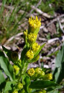 Solidago virgaurea (Asteraceae)  - Solidage verge-d'or, Herbe des Juifs, Verge-d'or - Goldenrod Pyrenees-Orientales [France] 07/07/2004 - 1650m