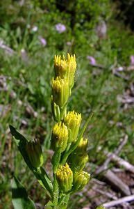 Solidago virgaurea (Asteraceae)  - Solidage verge-d'or, Herbe des Juifs, Verge-d'or - Goldenrod Pyrenees-Orientales [France] 07/07/2004 - 1650m