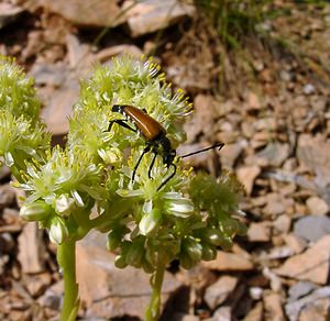 Stictoleptura fulva (Cerambycidae)  - Lepture sauvage, Lepture fauve Herault [France] 04/07/2004 - 670m
