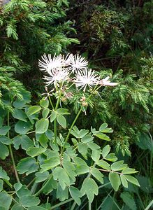 Thalictrum aquilegiifolium (Ranunculaceae)  - Pigamon à feuilles d'ancolie, Colombine plumeuse - French Meadow-rue Pyrenees-Orientales [France] 07/07/2004 - 1650m