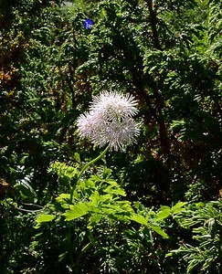 Thalictrum aquilegiifolium (Ranunculaceae)  - Pigamon à feuilles d'ancolie, Colombine plumeuse - French Meadow-rue Pyrenees-Orientales [France] 07/07/2004 - 1650m