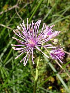 Thalictrum aquilegiifolium (Ranunculaceae)  - Pigamon à feuilles d'ancolie, Colombine plumeuse - French Meadow-rue Pyrenees-Orientales [France] 07/07/2004 - 1650m