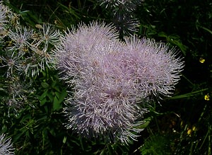 Thalictrum aquilegiifolium (Ranunculaceae)  - Pigamon à feuilles d'ancolie, Colombine plumeuse - French Meadow-rue Pyrenees-Orientales [France] 07/07/2004 - 1650m