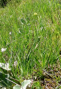 Tofieldia calyculata (Tofieldiaceae)  - Tofieldie à calicule, Tofieldie des marais Pyrenees-Orientales [France] 07/07/2004 - 1590m