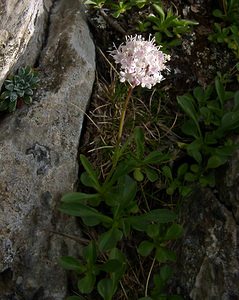 Valeriana apula (Caprifoliaceae)  - Valériane d'Apulie, Valériane à feuilles de globulaire Hautes-Pyrenees [France] 14/07/2004 - 2090m