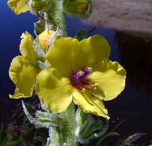 Verbascum boerhavii (Scrophulariaceae)  - Molène de Boerhaave, Molène de mai Pyrenees-Orientales [France] 08/07/2004 - 1730m