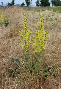 Verbascum pulverulentum (Scrophulariaceae)  - Molène pulvérulente, Molène floconneuse - Hoary Mullein Gard [France] 05/07/2004 - 580m