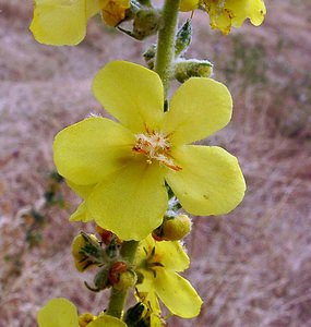 Verbascum pulverulentum (Scrophulariaceae)  - Molène pulvérulente, Molène floconneuse - Hoary Mullein Gard [France] 05/07/2004 - 580m