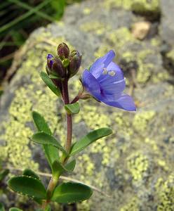 Veronica fruticans (Plantaginaceae)  - Véronique arbustive, Véronique des rochers - Rock Speedwell Hautes-Pyrenees [France] 14/07/2004 - 2090m