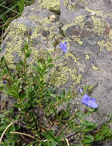 Veronica fruticans (Plantaginaceae)  - Véronique arbustive, Véronique des rochers - Rock Speedwell Hautes-Pyrenees [France] 14/07/2004 - 2090m