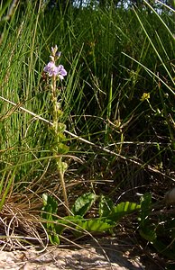 Veronica officinalis (Plantaginaceae)  - Véronique officinale, Herbe aux ladres, Thé d'Europe - Heath Speedwell Pyrenees-Orientales [France] 07/07/2004 - 1650m