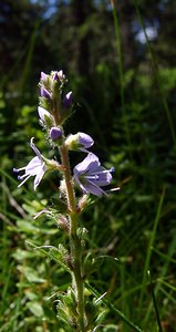 Veronica officinalis (Plantaginaceae)  - Véronique officinale, Herbe aux ladres, Thé d'Europe - Heath Speedwell Pyrenees-Orientales [France] 08/07/2004 - 1730m