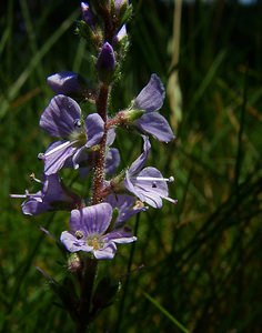 Veronica officinalis (Plantaginaceae)  - Véronique officinale, Herbe aux ladres, Thé d'Europe - Heath Speedwell Pyrenees-Orientales [France] 08/07/2004 - 1730m