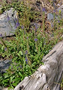 Veronica spicata (Plantaginaceae)  - Véronique en épi - Spiked Speedwell Hautes-Pyrenees [France] 12/07/2004 - 1290m