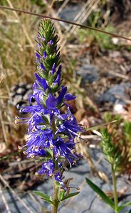 Veronica spicata (Plantaginaceae)  - Véronique en épi - Spiked Speedwell Hautes-Pyrenees [France] 12/07/2004 - 1290m