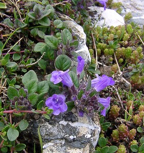 Ziziphora granatensis subsp. alpina (Lamiaceae)  - Ziziphora des Alpes, Clinopode des Alpes, Calament des Alpes, Sarriette des Alpes, Acinos des Alpes Hautes-Pyrenees [France] 14/07/2004 - 2090m