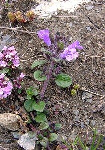 Ziziphora granatensis subsp. alpina (Lamiaceae)  - Ziziphora des Alpes, Clinopode des Alpes, Calament des Alpes, Sarriette des Alpes, Acinos des Alpes Hautes-Pyrenees [France] 14/07/2004 - 2090m