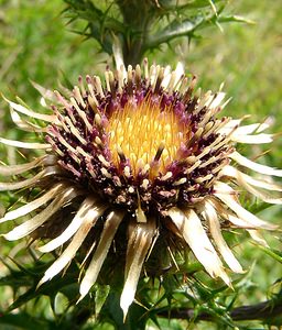 Carlina vulgaris (Asteraceae)  - Carline commune, Chardon doré - Carline Thistle Pas-de-Calais [France] 21/08/2004 - 80m