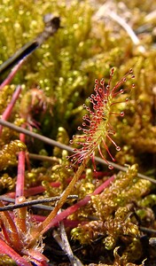 Drosera anglica (Droseraceae)  - Rossolis à feuilles longues, Rossolis à longues feuilles, Rossolis d'Angleterre, Droséra à longues feuilles, Droséra d'Angleterre - Great Sundew Marne [France] 07/08/2004 - 100m